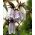 Sementes de Bellflower Bellflower - Campanula punctata - 1200 sementes