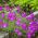 Biji Maiden Pink - Dianthus deltodies - 2500 biji - Dianthus deltoides - benih