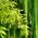 Biji Kuning Groove - Phyllostachys aureosulcata - Phyllostachys pubescens - benih