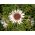 Стемлесс Царлине Тхистле, семе сребра - Царлина ацаулис - 75 семена - Carlina acaulis ssp. simplex