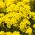 Gunung Emas biji - Alyssum montanum - 500 biji