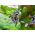 Passionsblumensamen - Passiflora caerulea - 22 Samen
