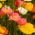Iceland Poppy mixed seeds - Papaver nudicaule - 3750 seeds