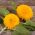Dwarf Double Sunflower siemenet - Helianthus annuus fl. pl. - 90 siementä