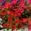 Petúnia Grandiflora - vermelho - 80 sementes - Petunia x hybrida