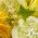 Sementes de pepino limão - Cucumis sativus - Cucumis sativus ‘Citron'