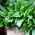 Bazalkový salát Listová semena - Ocimum basilicum - 325 semen