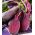 Насіння буряків Rywal - Beta vulgaris var. conditiva - 500 насіння