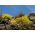 Kalnu zelta sēklas - Alyssum montanum - 500 sēklas