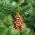 Douglas Fir, Oregon Pine frø - Pseudotsuga - 20 frø - Pseudotsuga glauca