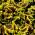 זרעים להבה סרפד - Cleus blumei - 66 זרעים - Plectranthus scutellarioides