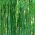 Biji Kuning Groove - Phyllostachys aureosulcata - Phyllostachys pubescens - benih