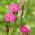 Maiden ורוד זרעים - Dianthus deltodies - 2500 זרעים - Dianthus deltoides
