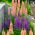Acı bakla, Büyük yapraklı Acı bakla karışık tohumlar - Lupinus polyphyllus - 90 tohum