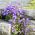Hoa hướng dương Serbia, Hạt giống thác nước màu xanh - Cây Sơn tùng - Cây thông - 480 hạt - Campanula poscharskyana