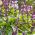 Βασιλικός σπόροι μπαχαρικών - Ocimum basilicum - 650 σπόροι