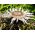   Carline Thistle เมล็ดเงิน Thistle - Carlina acaulis ssp. simplex - 75 เมล็ด