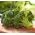 کلم بروکلی دانه های سزار - Brassica oleracea convar botrytis - 600 دانه - Brassica oleracea L. var. italica Plenck