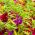 Sodo balzamas, Jewelweed sėklos - Impatiens balsamina - 100 sėklų