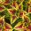 Coleus Rainbow frø - Coleus hybridus - 10 frø - Coleus blumei ‘Rainbow'