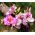 Hạt giống hoa lan Hồng Kông - Bauhinia blakeana - Bauhinia variegata