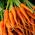 Hạt giống cà rốt Kometa F1 - Daucus carota - 2550 hạt - Daucus carota ssp. sativus 