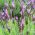 Francouzská levandule, španělská levandule semena - Lavandula stoechas - 37 semen