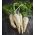 根欧芹Halblange种子 -  Petroselinum crispum  -  4250种子 - 種子