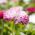 英国Daisy Pomponette混合种子 -  Bellis perennis  -  600粒种子 - Bellis perennis grandiflora.  - 種子