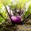 Пурпурна сјемена алиби алге - Брассица олер цонвар. ацепхала вар. гонгилодес - 520 семена - Brassica oleracea var. Gongylodes L.