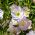 Benih campuran Evening Primrose - Oenothera sp. - biji