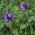 Prunella frø - Prunella grandiflora - 50 frø
