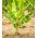 Семена розового банана - Муса велютина - 5 семян - Musa velutina - семена