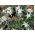 Biji Edelweiss - Leontopodium alpinum - 750 biji - benih