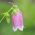เมล็ดพันธุ์ Bellflower Cherry Bells - Campanula punctata - 1200 เมล็ด