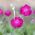 Rose Campion Seeds - Lychnis coronaria - 360 เมล็ด