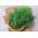 ディルAmbrozja種子 -  Anethum graveolens  -  3500種子 - Anethum graveolens L. - シーズ