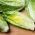 Зелена салата Паррис Исланд Цос семена - Лацтуца сативе - 800 семена - Lactuca sativa L. var. longifolia