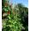 Scarlet Runner Bean, Multiflora pupiņu maisījums - Phaseolus coccineus - sēklas