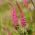 Speedwell berduri - merah muda - 3000 biji - Veronica spicata