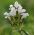 Prunella zaden - Prunella grandiflora - 50 zaden