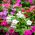 Madagascar Biji Periwinkle - Catharanthus roseus - 120 biji - benih