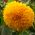 Декоративні насіння соняшнику - Helianthus annuus - 80 насінин