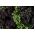 Col crespa - Scarlet - 300 semillas - Brassica oleracea L. var. sabellica L.