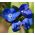 Summer Forget-Me-Not seeds - Anchusa capensis - 250 seeds