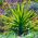 يوكا ، بذور إبرة آدم - يوكا خيوط - 20 بذور - Yucca filamentosa - ابذرة