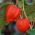 Winter Cherry, Bladder Cherry frö - Physalis alkekengi - 165 frön - Physalis alkekengi var. Franchetti