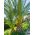 Canary Island Date Palm seeds - Phoenix canariensis - 5 biji - benih