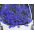 Lobelia Sapphire sėklos - Lobelia pendula - 6400 sėklų