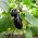 Aubergine - Black Beauty - 210 zaden - Solanum melongena